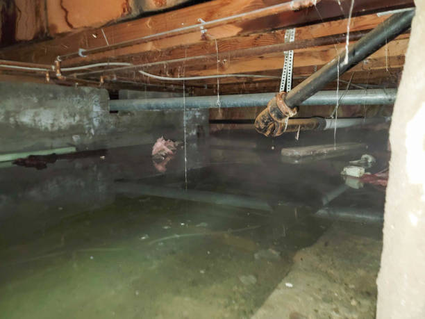 Best Basement water damage restoration  in Warren, IN